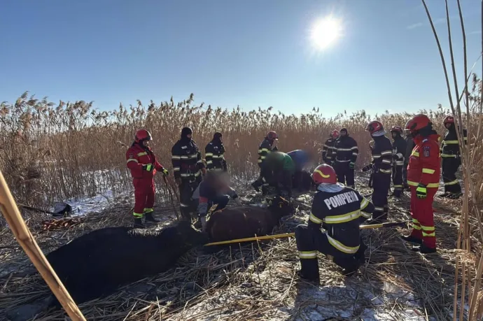 Egy moldvai faluban 23 tehén zuhant egy befagyott tóba a beszakadó jég alá