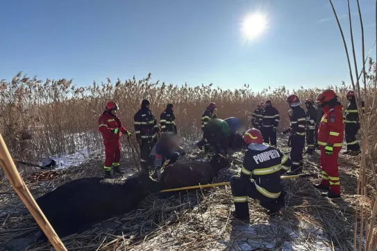 Egy moldvai faluban 23 tehén zuhant egy befagyott tóba a beszakadó jég alá