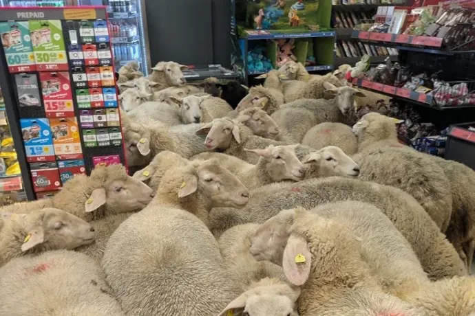 50 birka szabadult be egy németországi szupermarketbe, békésen körbenéztek, majd visszatértek a nyájukhoz