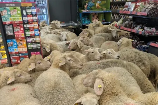 50 birka szabadult be egy németországi szupermarketbe, békésen körbenéztek, majd visszatértek a nyájukhoz