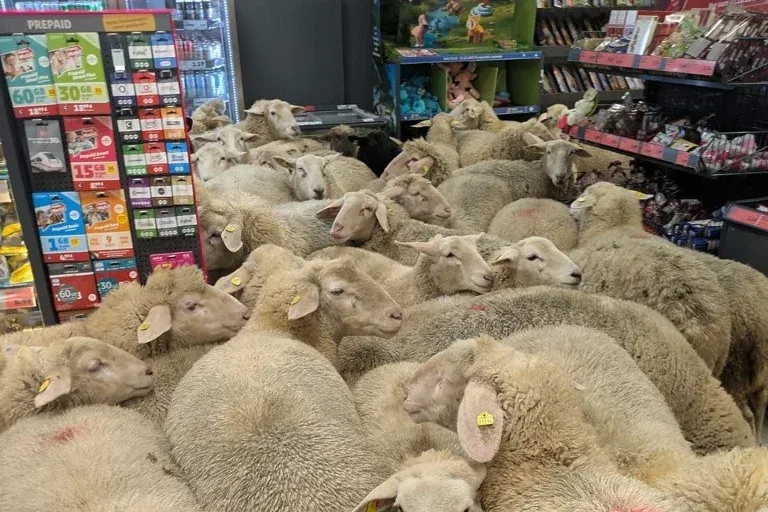 50 birka szabadult be egy németországi szupermarketbe, békésen körbenéztek, majd visszatértek a nyájukhoz