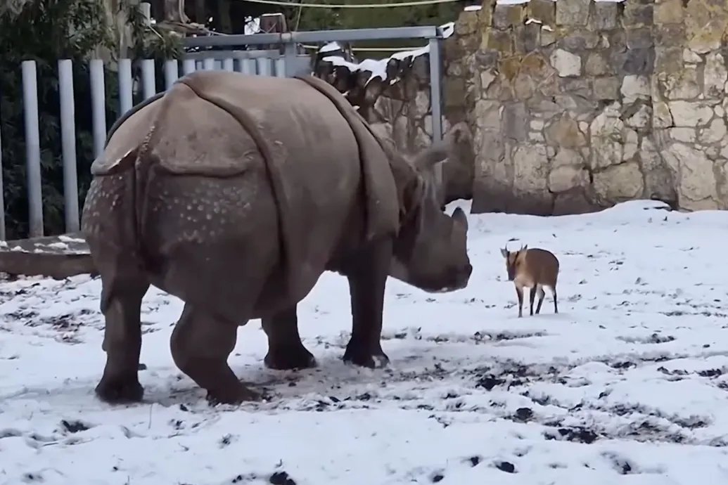 13 kiló vs. 1,5 tonna: muntyákszarvas kezdett ki rinocérosszal egy lengyel állatkertben