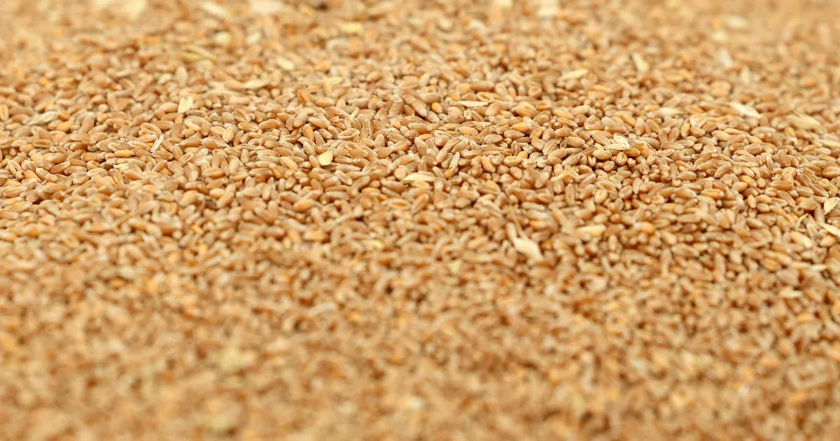 Öt banknak is tartozik a megroggyant agrárcég, aminél sikkasztás miatt nyomoz a rendőrség