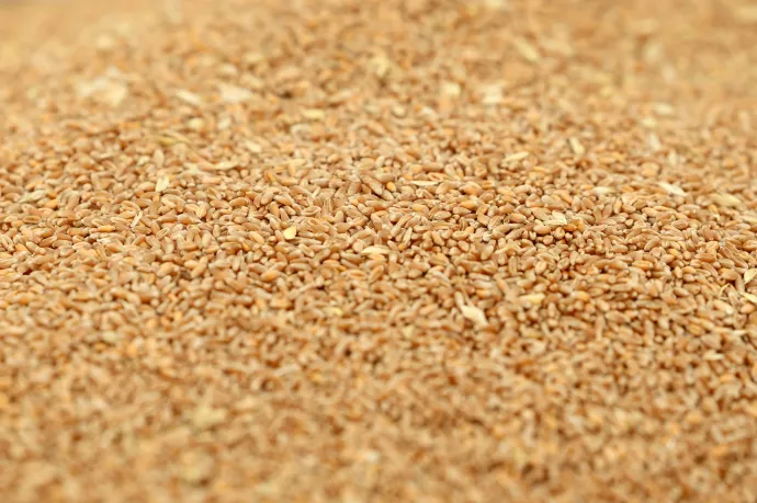 Öt banknak is tartozik a megroggyant agrárcég, aminél sikkasztás miatt nyomoz a rendőrség