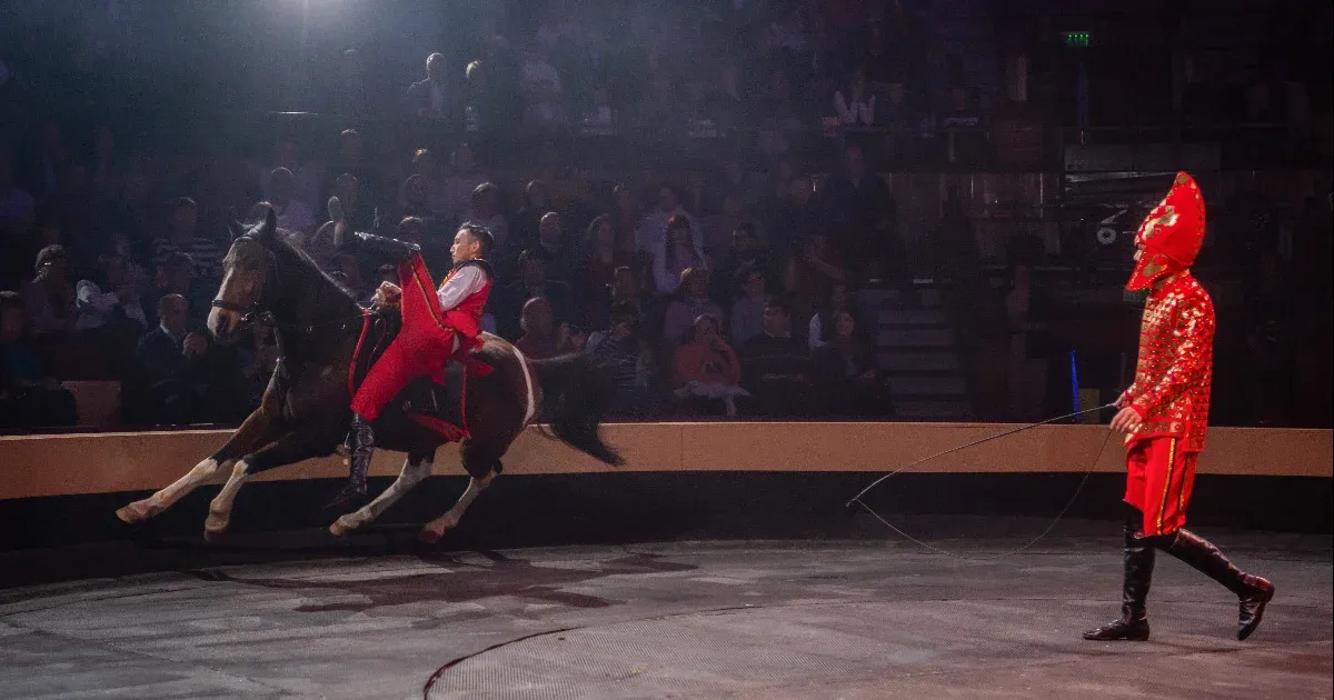 Nekiment a Fővárosi Állatkert a Fővárosi Nagycirkusznak, miután ismeretlen lovak és kutyák kerültek …