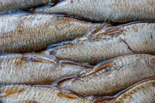 Mikroműanyaggal vannak tele a Fekete-tenger gyümölcsei a romániai partszakasz mellett