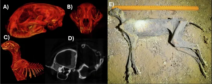 A, B: röntgenfelvételek, 3D virtuális rekonstrukciók a koponyáról. C: lágy szövetek a koponyában. D: a mumifikálódott állat mellkasa. E: a gepárd teteme barlangban – Forrás: Communications Earth & Environment