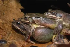 Házasságtörés és brutális leszámolások a tavacskákban