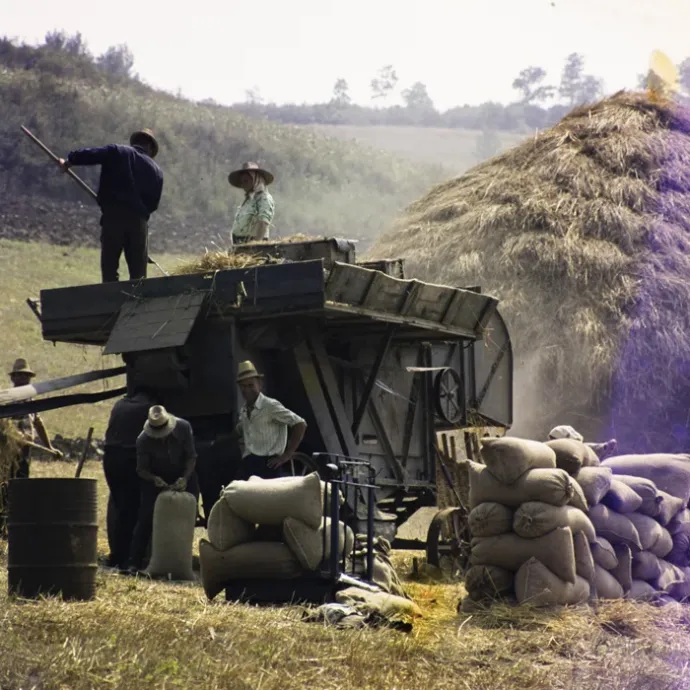 Cséplés az 1960-as években – Fotó: Minerva Fotóarchívum