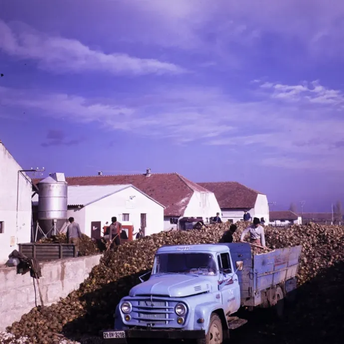 Termények behordása a termelőszövetkezethez – Fotó: Minerva Fotóarchívum