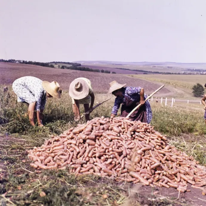 Fotó: Minerva Fotóarchívum