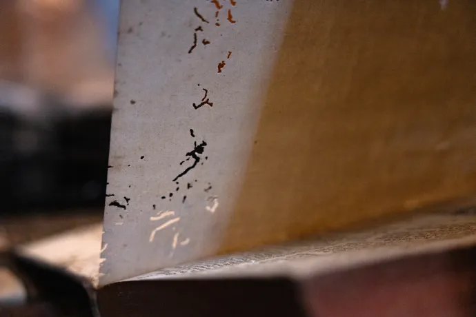 Kenyérbogár-fertőzés nyomai egy könyv lapján – Fotó: Hevesi-Szabó Lujza / Telex