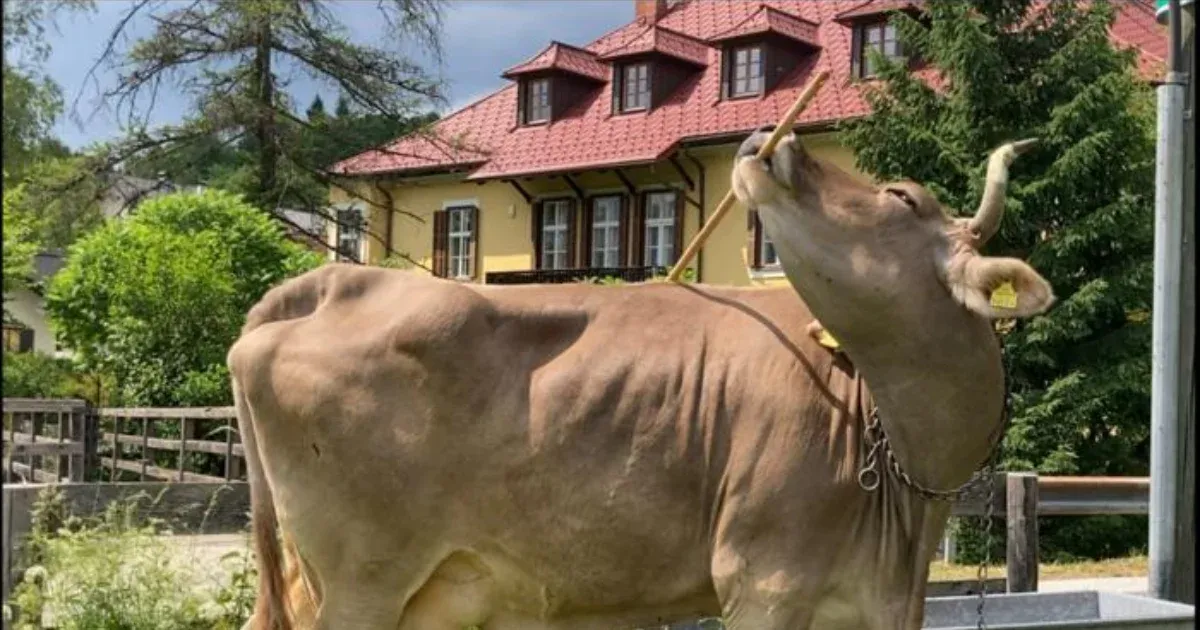 Partvissal vakarózott egy tehén, tudományos szenzáció lett belőle