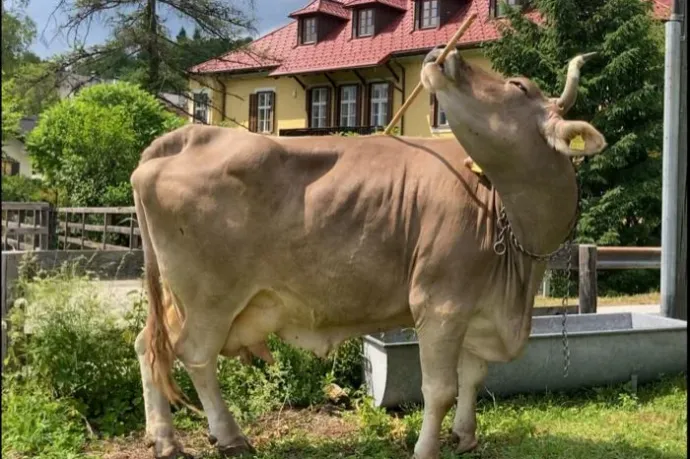 Partvissal vakarózott egy tehén, tudományos szenzáció lett belőle