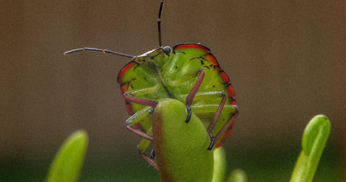 Áttelelnek-e a poloskák?
