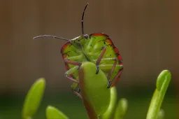 Áttelelnek-e a poloskák?