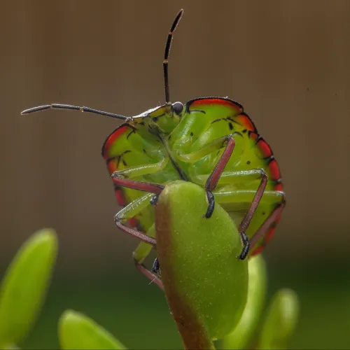 Áttelelnek-e a poloskák?