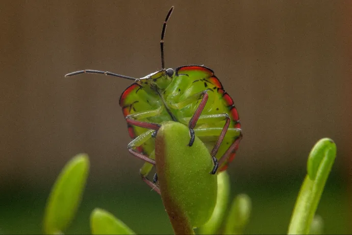 Áttelelnek-e a poloskák?