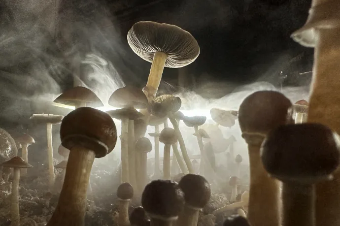 Megfejthették, miért termelnek a varázsgombák pszichedelikus vegyületeket