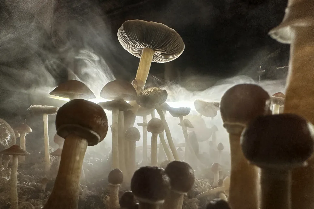 Megfejthették, miért termelnek a varázsgombák pszichedelikus vegyületeket