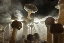 Megfejthették, miért termelnek a varázsgombák pszichedelikus vegyületeket