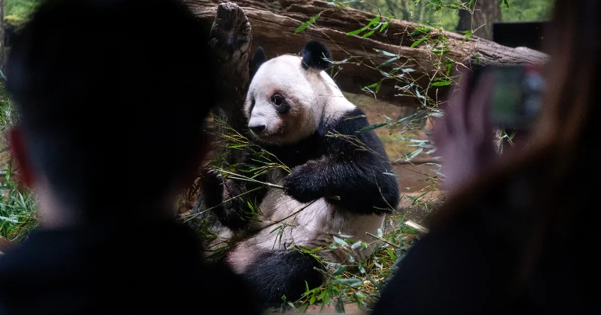 Elbúcsúztak Japán utolsó pandáitól, Kína hazaviszi őket