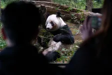 Elbúcsúztak Japán utolsó pandáitól, Kína hazaviszi őket