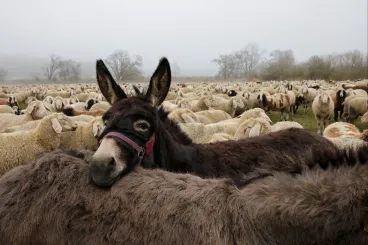 Ahová a csorda tart