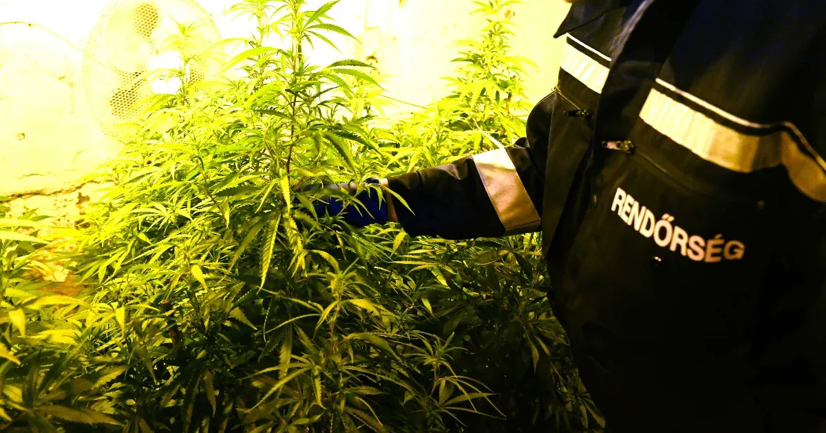 Az EU bírósága szerint Magyarország uniós jogot sértett kannabiszügyben