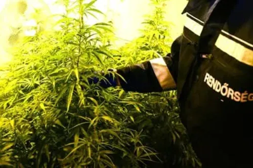 Court of Justice of the EU rules Hungary infringed EU law in cannabis case