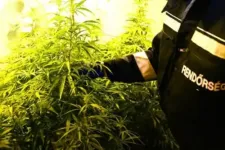 Court of Justice of the EU rules Hungary infringed EU law in cannabis case