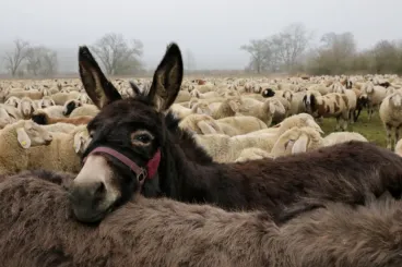 Ahová a csorda tart