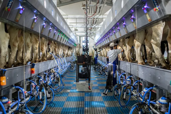 Filippínó vendégmunkások egy tehenészet telephelyén Homokszentgyörgyön 2024 decemberében – Fotó: Bődey János / Telex