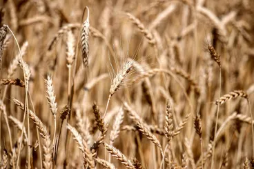 Szevasz, uram, gazdabizonyítvány 180 ezerért érdekel? A képzésre nem kell eljárni hozzá