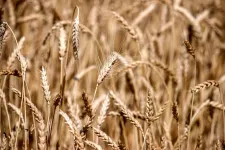 Szevasz, uram, gazdabizonyítvány 180 ezerért érdekel? A képzésre nem kell eljárni hozzá