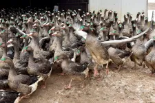 17 600 egyedes lúdtelepen bukkant fel a madárinfluenza Tiszaföldváron