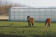 Arte: A holland gazdáknak is megvannak az okaik arra, hogy miért nem tiltakoznak a Mercosur ellen