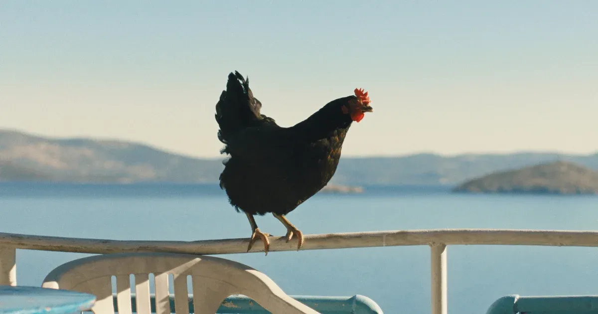 A Tyúk, a Pipás és a Drakula