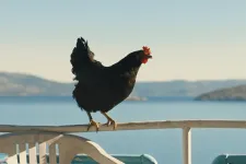 A Tyúk, a Pipás és a Drakula