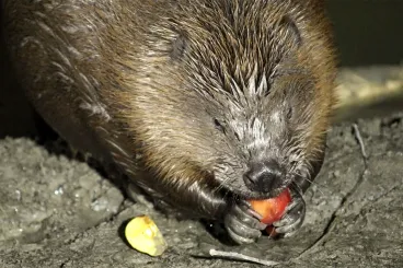 Aranyos, cuki, simogatni való, de mégis csak egy vadállat – Legyél te is hódhívő!