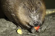 Aranyos, cuki, simogatni való, de mégis csak egy vadállat – Legyél te is hódhívő!