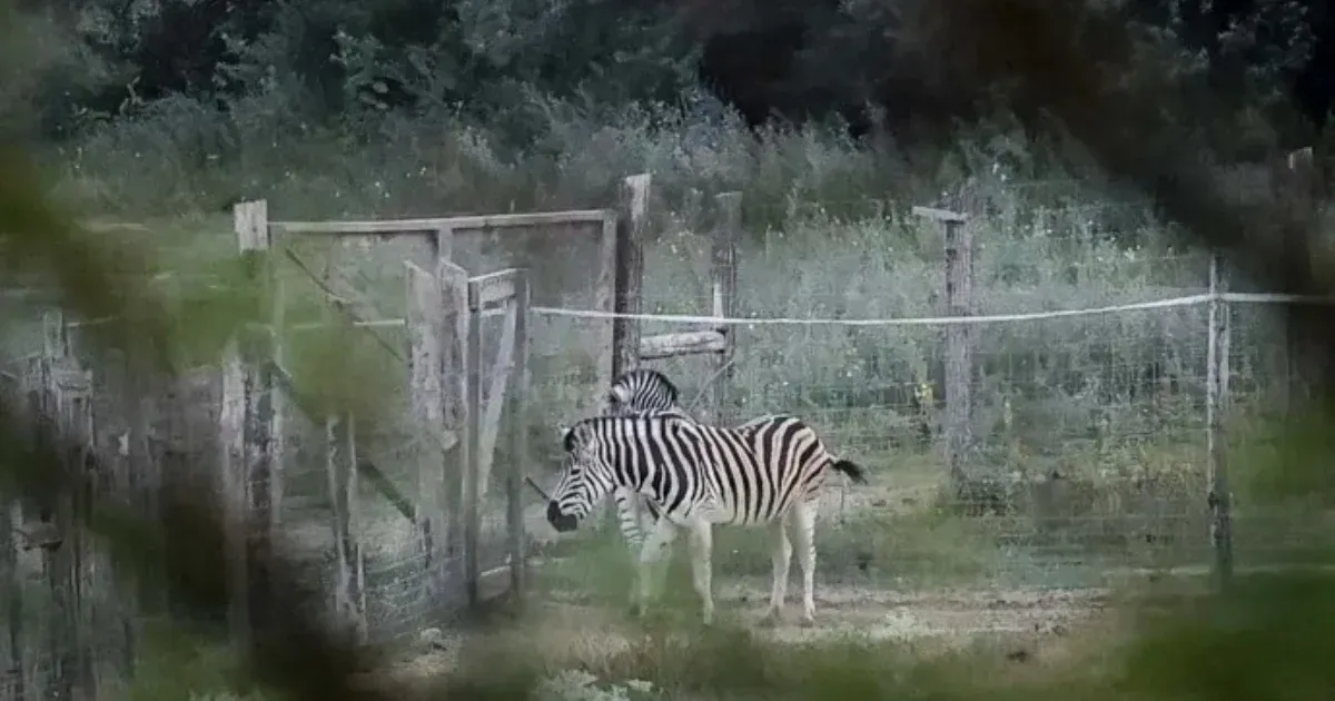 Nem nyomozza a rendőrség, hová tűntek a hatvanpusztai zebrák