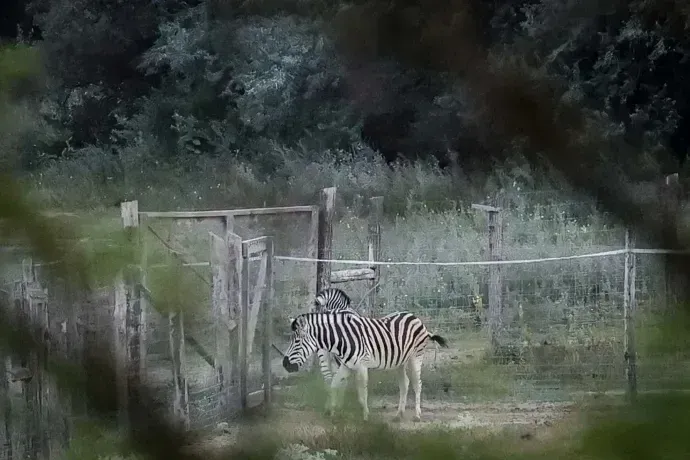 Nem nyomozza a rendőrség, hová tűntek a hatvanpusztai zebrák