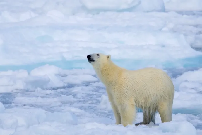 Miért nem költöztetjük a jegesmedvéket a Déli-sarkra?