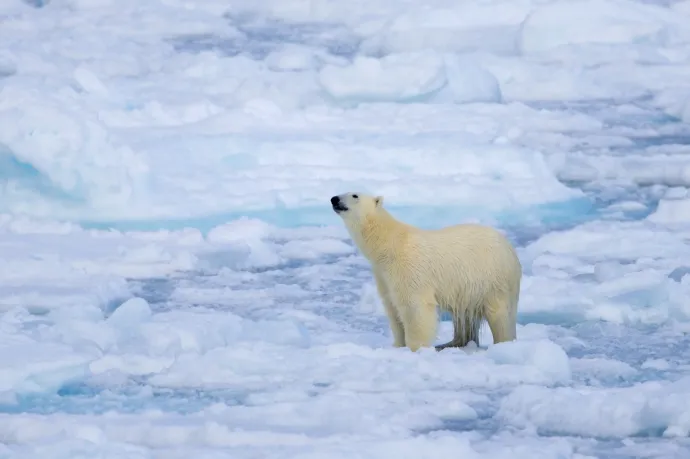 Miért nem költöztetjük a jegesmedvéket a Déli-sarkra?