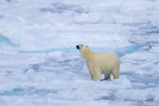 Miért nem költöztetjük a jegesmedvéket a Déli-sarkra?
