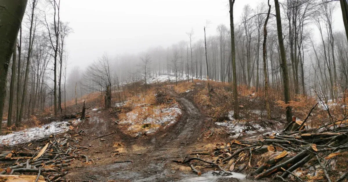 Méretes bükköst vágtak ki a Börzsönyben, olajszennyezés maradt utána