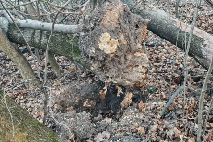 A Normafán is pusztít a kőrisfákat támadó betegség