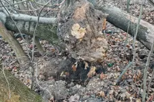 A Normafán is pusztít a kőrisfákat támadó betegség