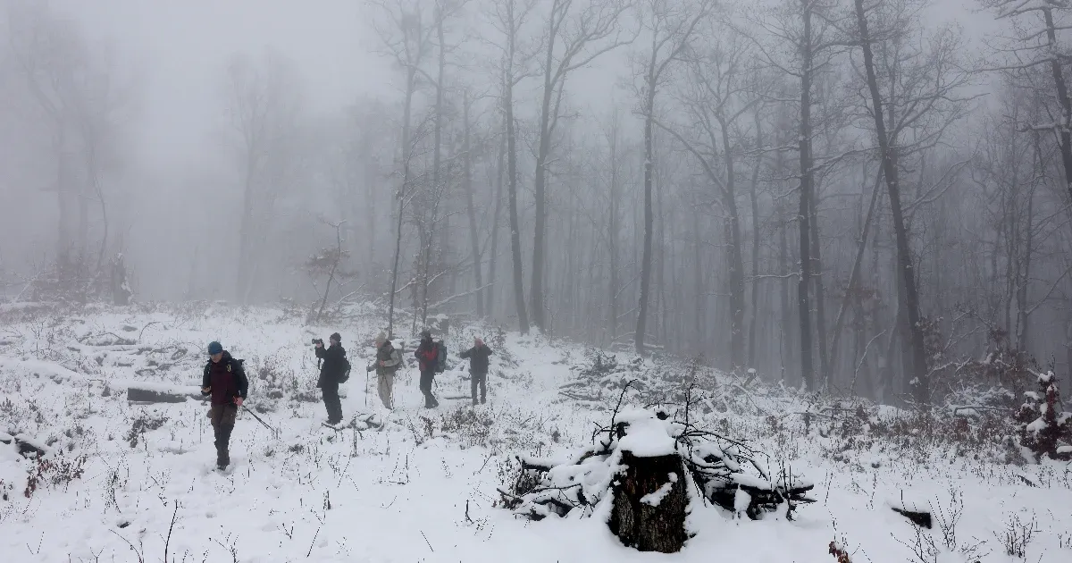 Körös-körül lombkorona – ígéri a tanösvény, aztán szembejön a letarolt erdő